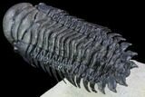 Crotalocephalina Trilobite - Flying Preparation #89487-3
